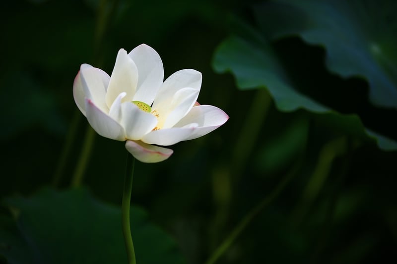 Lotus Position Meditation